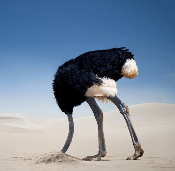 Ostrich sticking its head into the sand